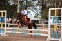 برگزاری اولین دوره  مسابقات پرش با اسب در شهرستان آران و بیدگل