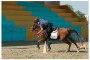 کسب مقام دوم مسابقات زیر شانزده سال اسب ایرانی توسط آقای سامان رحمتی